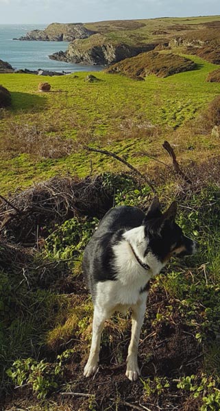 Collie dog on hills above Porth Dafarch Bay